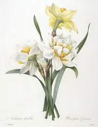 Narcissus gouani (plnokvětý narcis), 1827